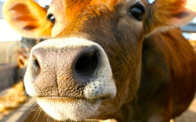 We got Beef Raffle Featured Image